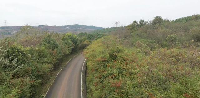 沙淤景区：红艳火棘 亮丽风景