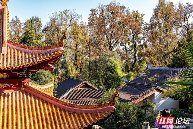 岳麓冬韵：秋色未尽处，斑斓染层林