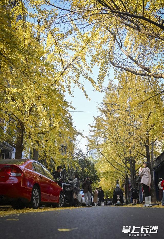 国庆巷变身“黄金走廊” 引众多游人打卡丨组图