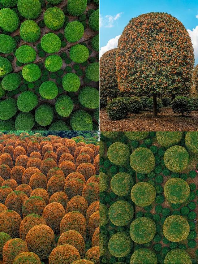 最近的浙江，香迷糊了！这个周末，跟着追