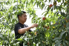 聚焦镇江丨“甜蜜桃”变身“致富果” 镇江第二大果树产业蓬勃发展图片