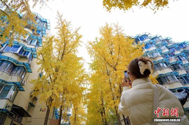 浙江杭州银杏金黄美如画 吸引市民游客打卡