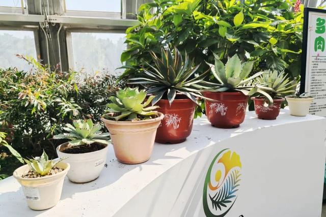 缤纷花事扮靓金秋！国家植物园假期游园攻略来啦