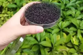 以蚊攻蚊图片