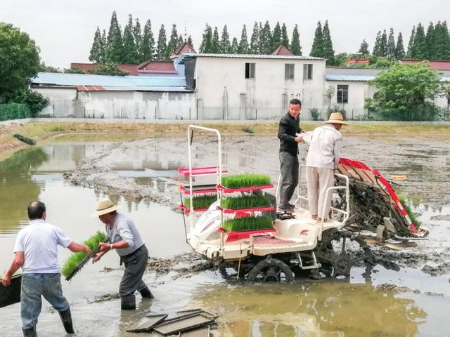 桐乡“大米书记”扎根田间诠释担当使命