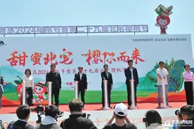 青岛进入樱桃时间 北宅樱桃节精彩活动持续到6月中旬图片