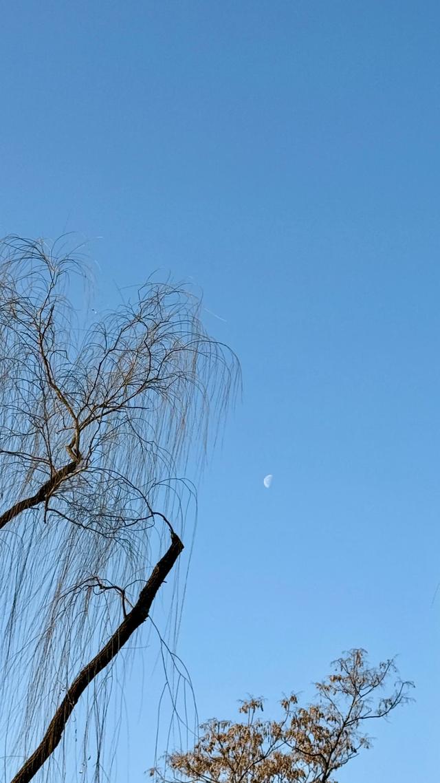 新视界｜泉城公园：冬日落木亦风景