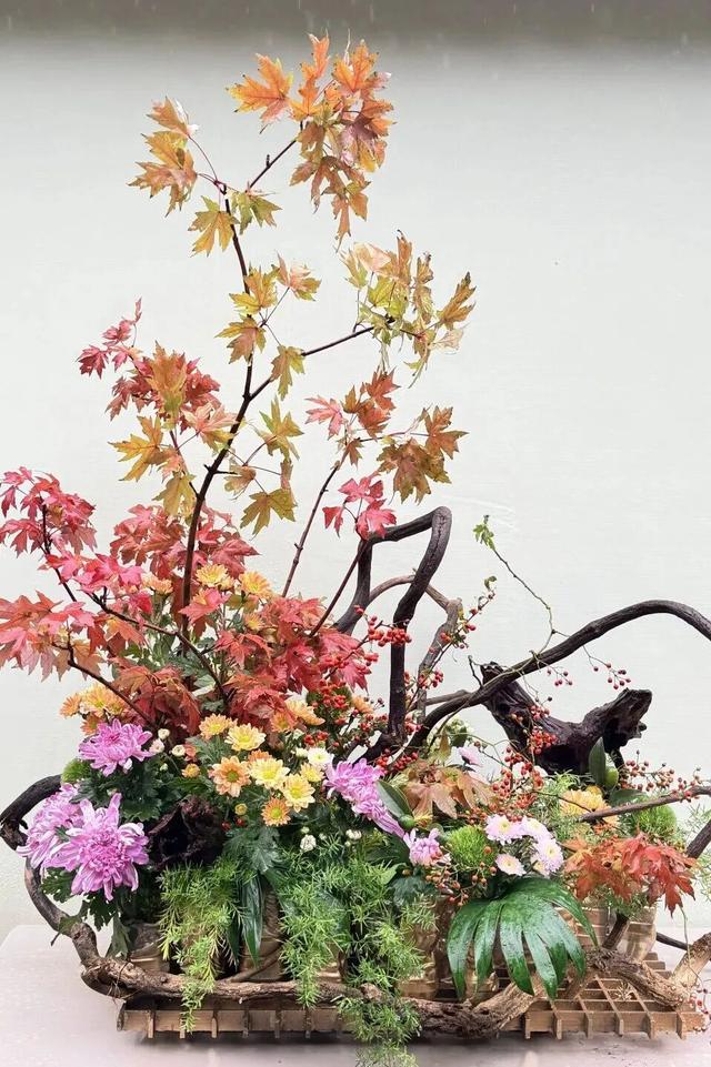 已开，免费！10万盆菊花、超多精彩活动等你来