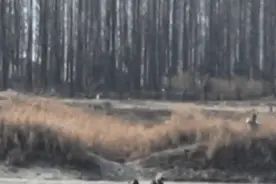 依立拜（男，39岁），骑着白龙马冲入江中！图片