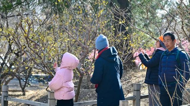 香山蜡梅，开啦！最佳观赏期至