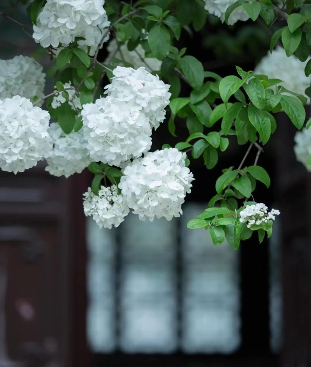 春天追花，冬日摘柚，这个小城是懂浪漫的！