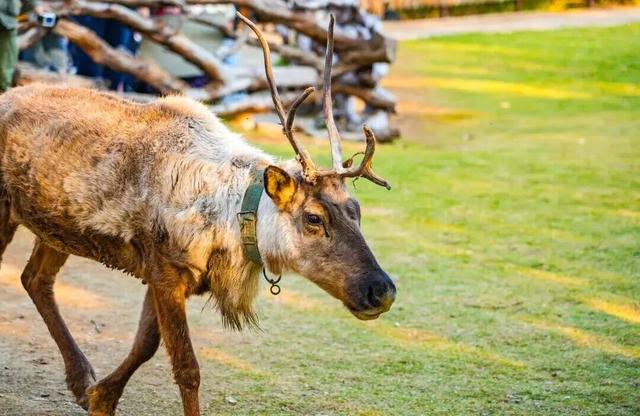 周末别宅了！青岛这5个宝藏地，现在去正好