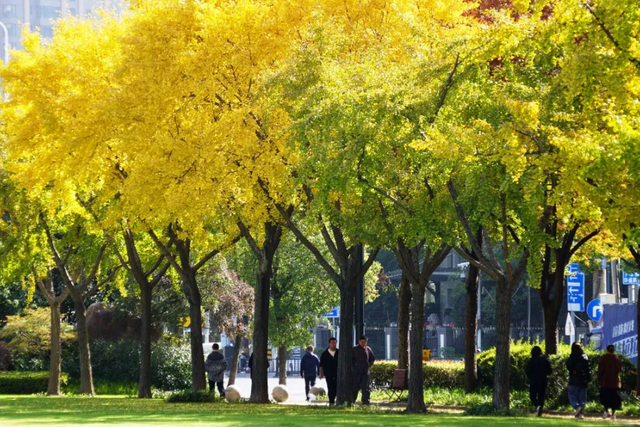 静安“银杏车站”迎来最美时刻！满眼的金色浪漫……（附全区银杏打卡点位）