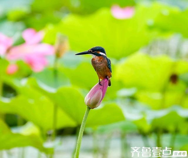 华山湖湿地公园以其优美的自然景观和丰富的生态多样性闻名