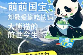 一图了然| 萌萌国宝却最爱偷吃铁锅！大熊猫的前世今生图片