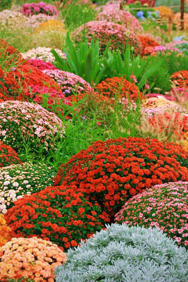 行摄 | 美爆了！秋日花海，限时上映