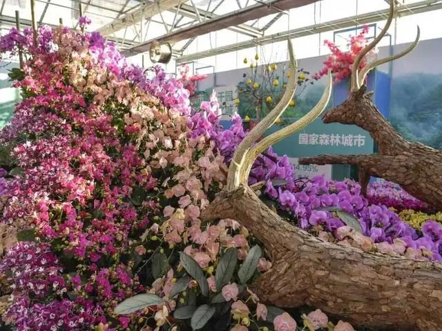 家庭园艺嘉年华｜北京兰花文化嘉年华将于明日启幕
