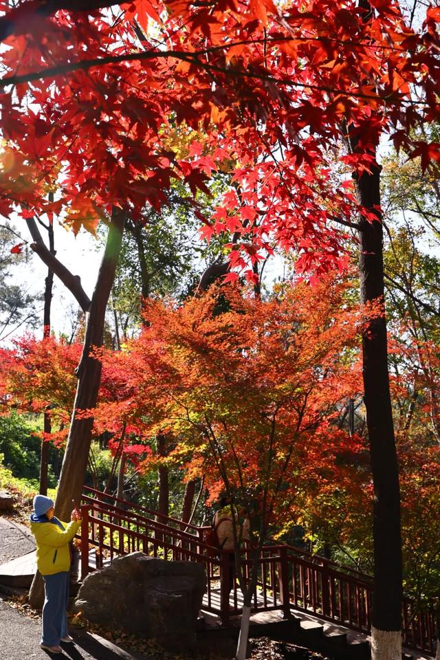 此时此刻，最美的栖霞山！