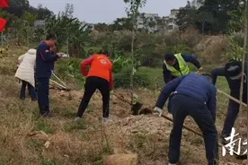 信宜镇隆：植树添绿 擦亮发展底色图片