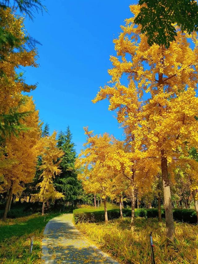 一年一次！郑州这些地方的银杏叶美得不像话！公交可直达！