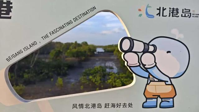 美兰观鸟 | 白领翡翠仍在北港岛，状态绝佳～