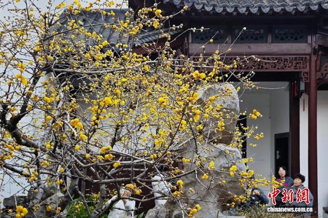 南京古典园林蜡梅绽放 香气清幽扑面而来