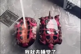 女子喂乌龟火龙果第2天获炫彩神龟：变成“染色乌龟”图片
