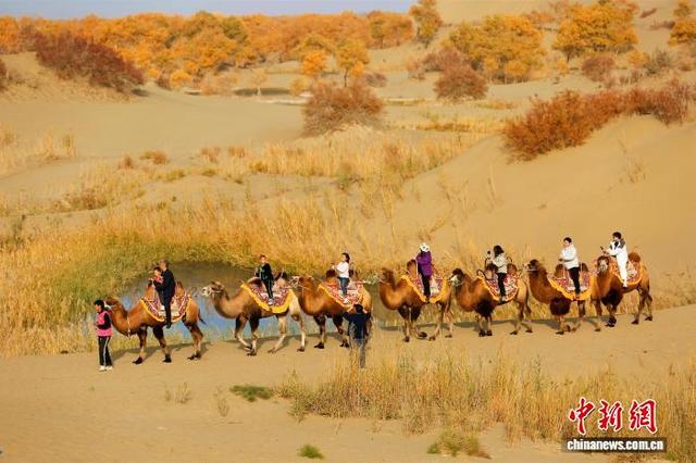 新疆南部“大漠胡杨”吸引游客