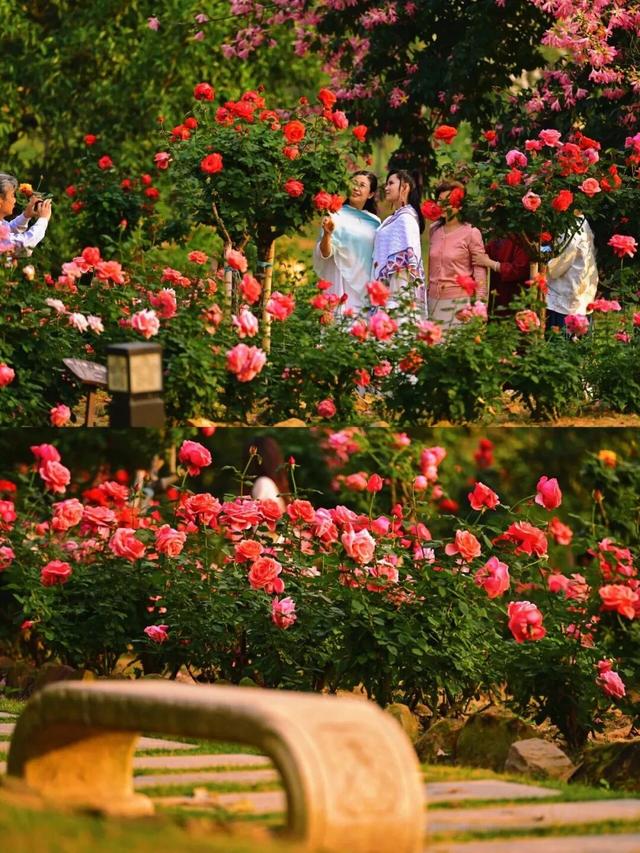 十二月限定浪漫 青秀山双花同绽迎冬韵