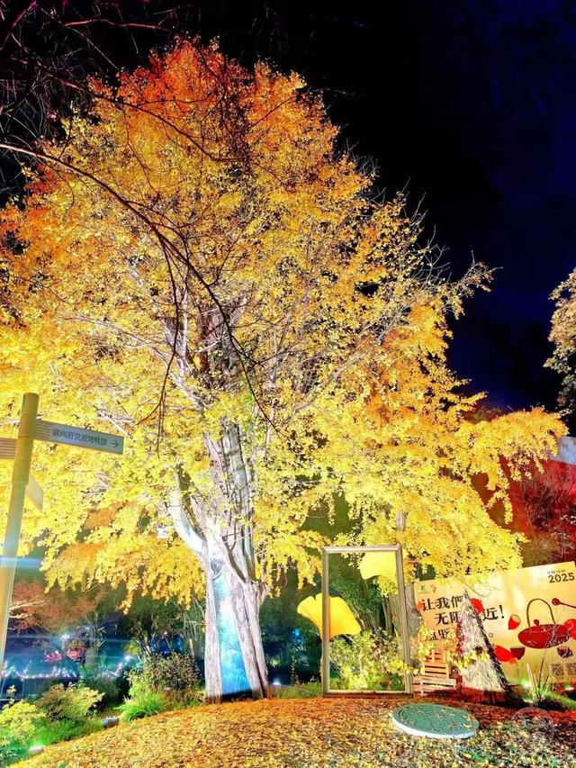 这个大公园，又“火”了！