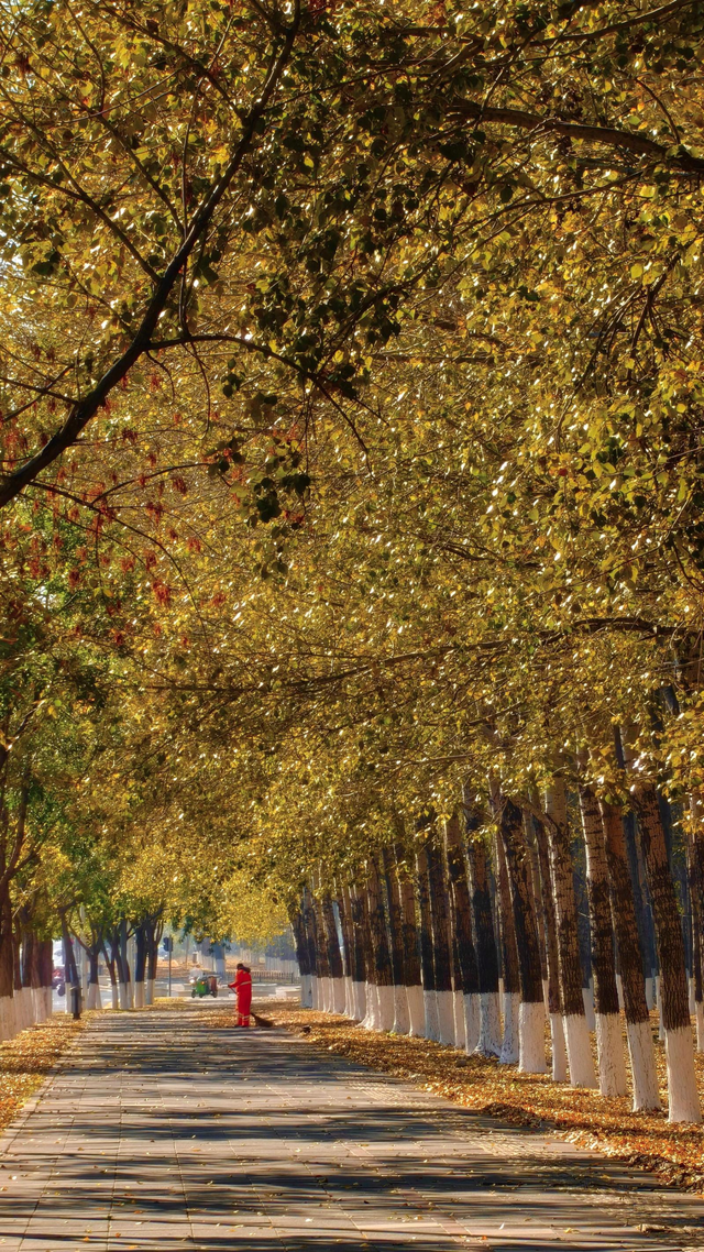 太美了！11月的沈阳，是这样的……