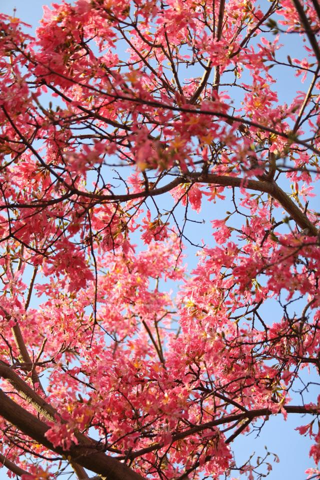 新晋打卡点！泉州市区这些限定“花海”全都美翻了……