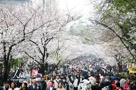 江苏南京：樱花盛开引客来图片