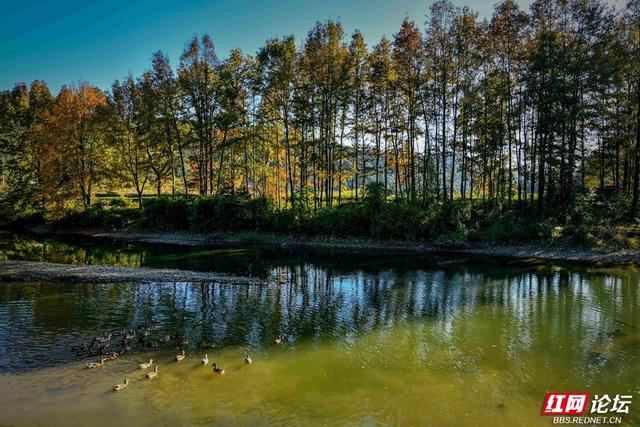 枫红时节，邂逅通道的诗意初冬