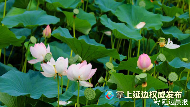 浪漫夏日，为“荷”到延边！赏荷地图来了~