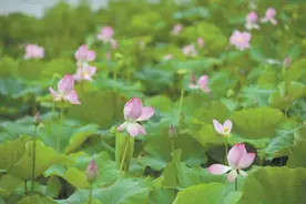 阳江海陵岛160亩荷花进入盛花期 “荷花经济”带动了村民就业图片