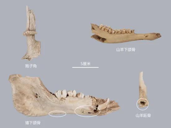 穿越成明代戍边将士，你将会吃到……