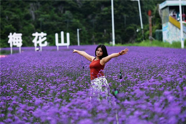 六盘水梅花山雪道变“紫色花海”避暑纳凉添新景