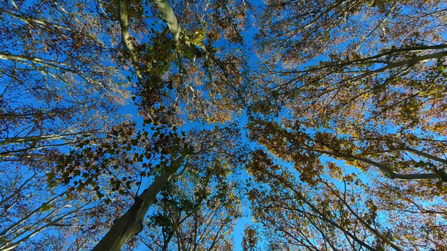 快出门！这些全是洛阳冬日限定！