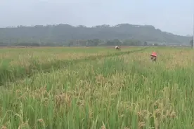 水稻如何练就“避水术”？正经干饭人告诉你南北大米口感差异的真正原因图片