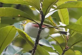 鼎湖山保护区首次记录到红胁绣眼鸟图片