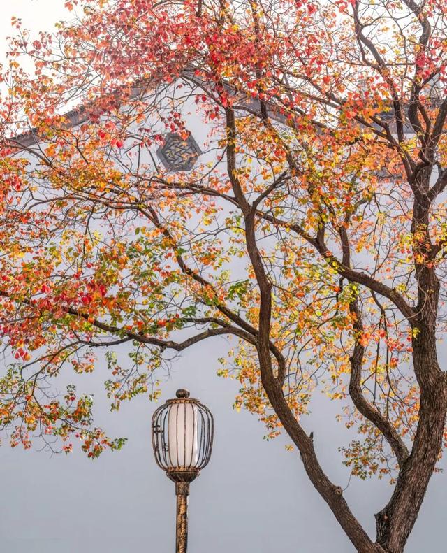 报！已达颜值巅峰！