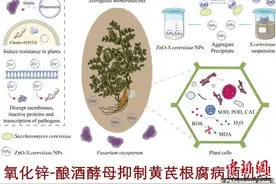 攻克“植物癌症” 守护“补气之王” 天津大学取得黄芪生物防治技术重大突破图片