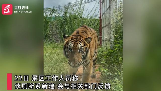 和老虎“面对面”上厕所？网友吵翻！动物园回应