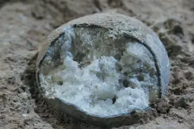 惊艳！恐龙蛋里长出亮闪闪的“水晶”图片