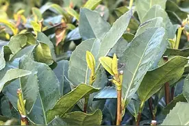 开采在即，西湖龙井进入全面生长期，炒茶工下周抵达，老客已来电话图片