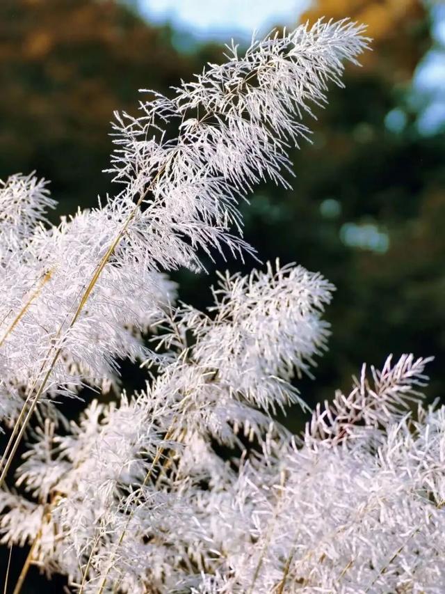属于福安人的第一场“雪”来了！