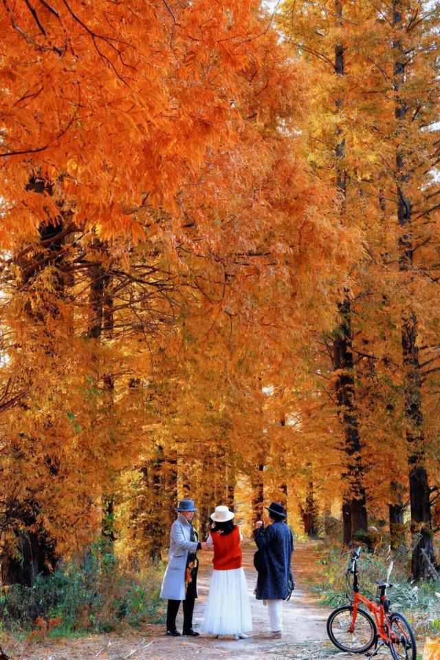 初冬限定！威海藏了片 “红杉秘境”，随手拍都是壁纸级美照