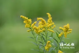 热闻|又见“加拿大一枝黄花”，看到千万别碰！这种小黄花可能是入侵生物，多地已出现图片