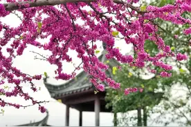 好景山东·临沂｜一图看尽临沂花！临沂春日赏花地图上线啦图片